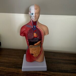 Human Anatomy Sculpture for Learning